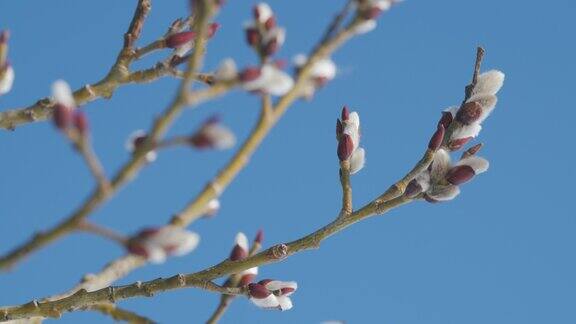 春天的树木衬着蓝天早春的柳树