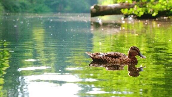 阳光闪烁倒影鸭子在池塘里游泳