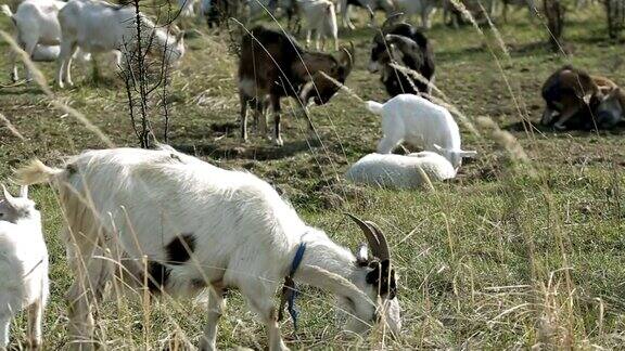 在田野里吃草的一群家养山羊