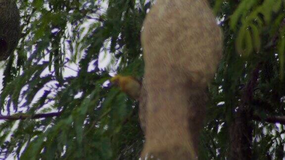 自然织布鸟挂在巢上的静态慢镜头