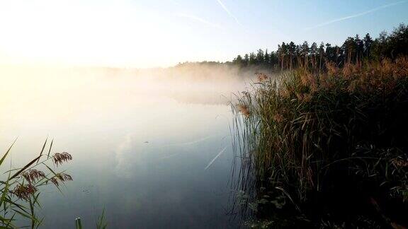 美丽的森林湖是一个寒冷的秋天早晨