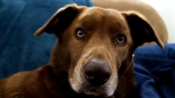 好奇的棕色狗坐在沙发上看着相机竖起耳朵