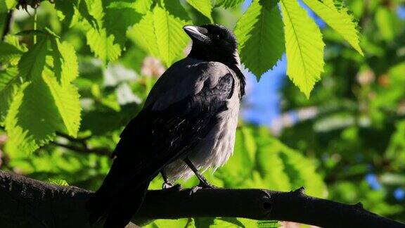 树枝上的一只戴帽的乌鸦