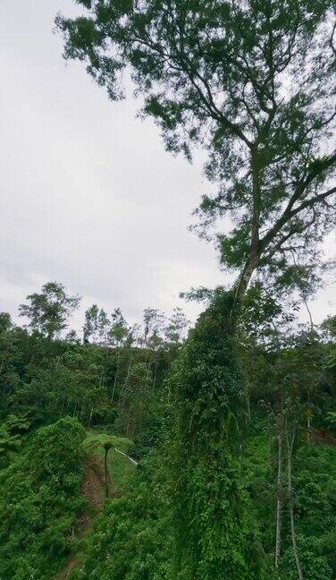 垂直视频亚洲乡村山河谷雨林蕨类大树