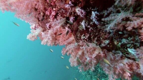 粉红色的热带珊瑚礁背景与鱼群