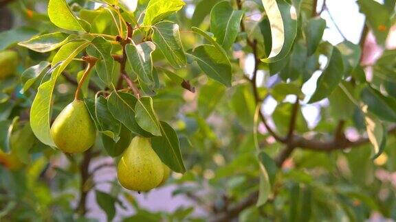 成熟的梨子挂在树上