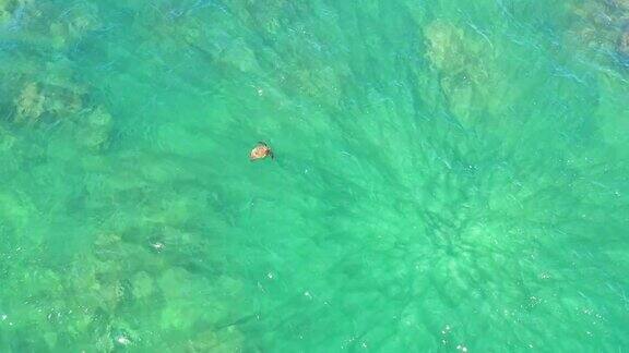 夏威夷绿海龟游泳呼吸潜水深在绿松石水空中拍摄从上面