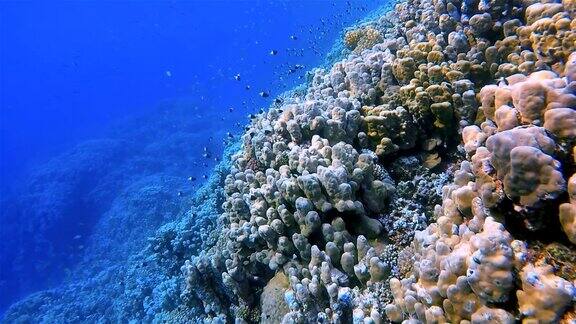 红海上的珊瑚礁