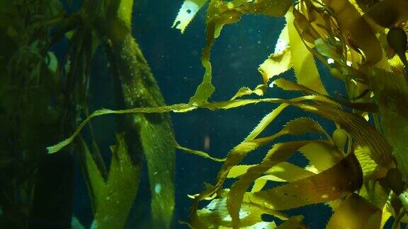 光线透过巨大的海藻森林Macrocystispyrifera潜水水族馆和海洋概念水下近距离摇摆的海藻叶子阳光穿透充满活力的奇异海洋植物