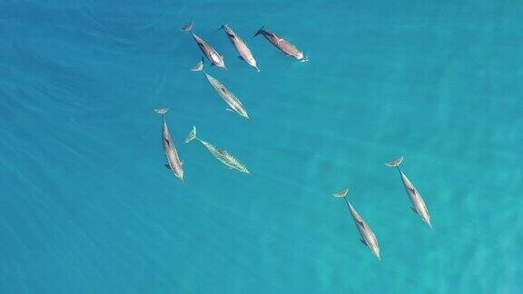 鸟瞰Baa环礁上的一群海豚马尔代夫