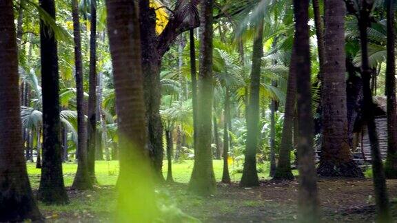 热带毛里求斯森林中的树木和小屋