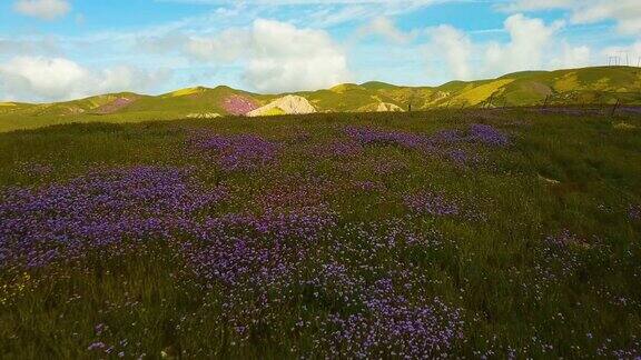 紫色的花在地震范围加利福尼亚空中