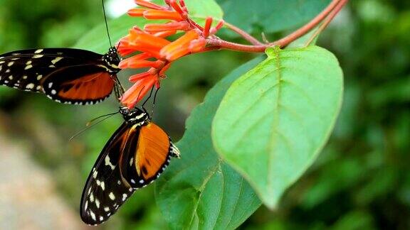 两只蝴蝶在花和绿叶的背景上