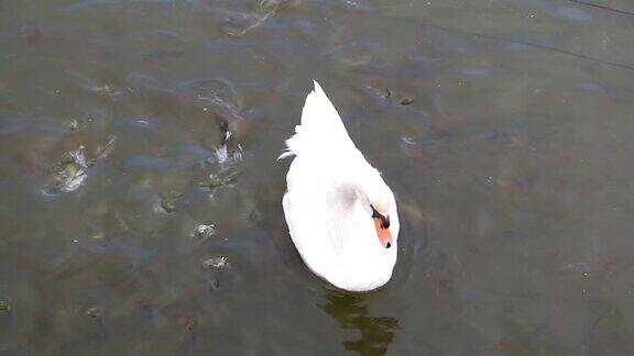 白天鹅游在满是鱼的湖里