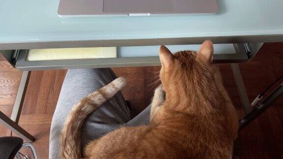 在电脑前工作时把猫放在膝盖上