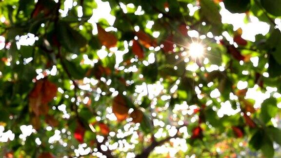 阳光透过树叶照在树上模糊的镜头