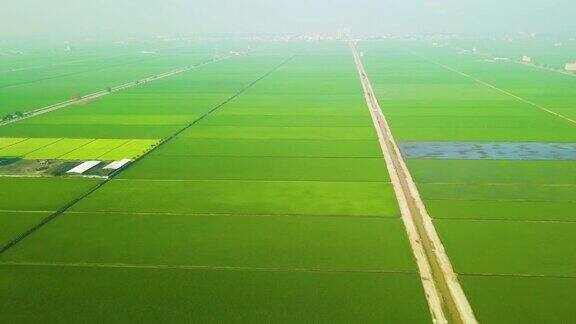 无人机视图的农业领域的水稻