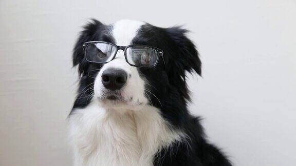 滑稽的工作室肖像微笑的小狗狗边境牧羊犬在眼镜孤立的白色背景小狗盯着眼镜回到学校很酷的书呆子的风格有趣的宠物动物生活理念