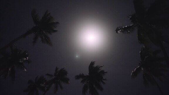 月光透过棕榈叶