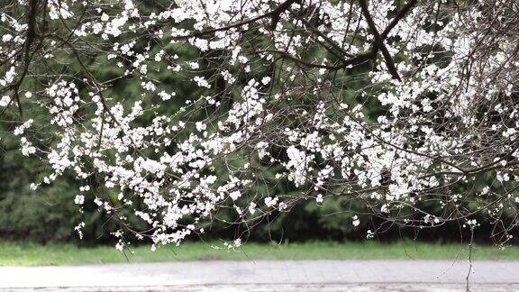 春天树上的白花阳光