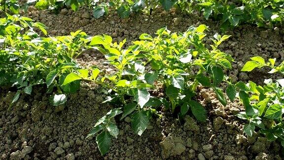 绿色马铃薯植物在花园里高清