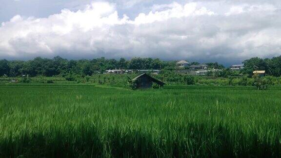 在一个阳光明媚的日子里在村子的稻田中间有一个小屋美丽的绿色风景