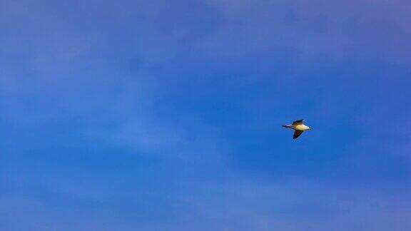 飞翔的海鸥在天空中飞翔晴空万里