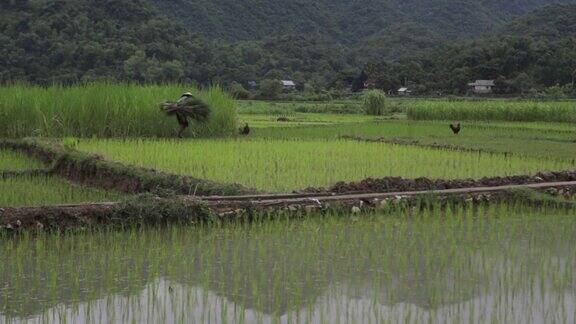 越南沙巴麦洲一名越南农民在稻田里搬运庄稼