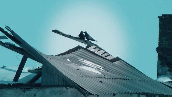 乌鸦在屋顶上接吻