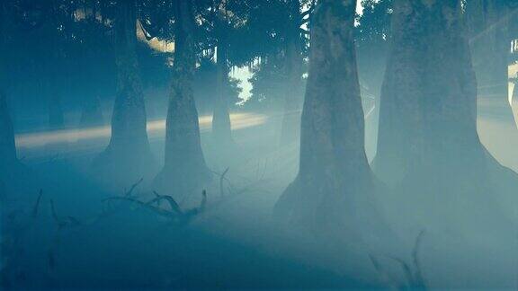 黑暗可怕的森林与明亮的早晨太阳4K