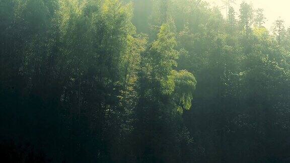 晨光中的山谷森林景色