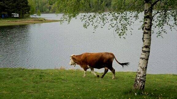 令人惊叹的风景奶牛在草地上
