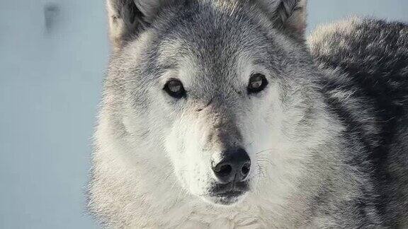 美丽的灰狼凝视着特写