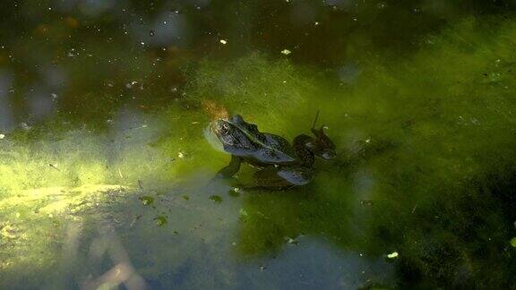 池塘里的一只青蛙
