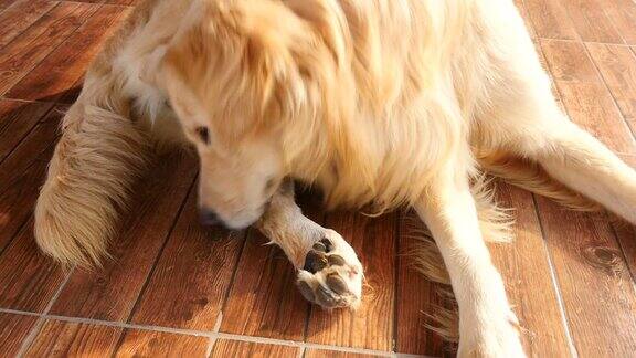 金毛猎犬在挠他的痒脚