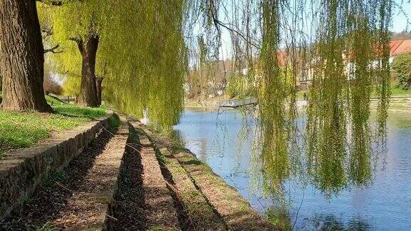卢布尔贾尼察河边的一棵柳树