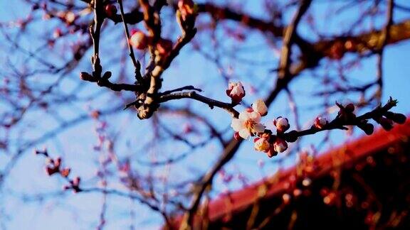 靠近樱花在蓝天的背景