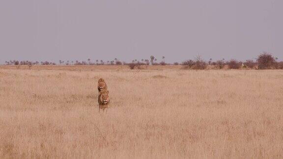 两只雄狮走向摄像机博茨瓦纳