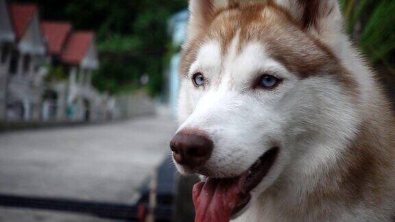 西伯利亚雪橇犬