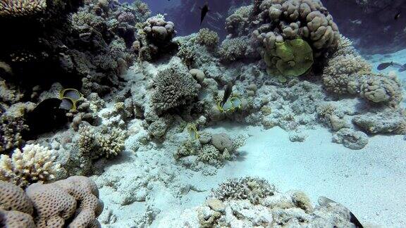 珊瑚礁和热带鱼美丽的热带鱼和珊瑚礁