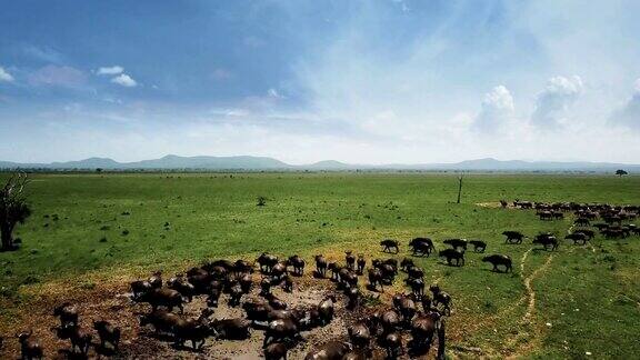 空中飞行坦桑尼亚野生动物园米库米水牛踩踏