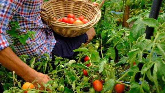 男性农民在花园里收获西红柿有选择性的重点食物