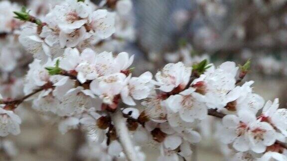 春天樱花盛开特写鲜花