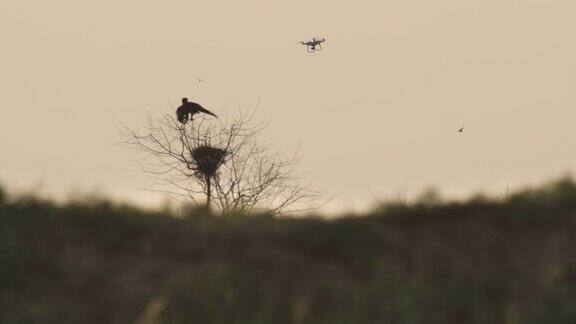 卡尔梅基亚的草原鹰和无人机