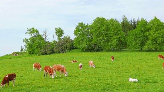 在田野里吃草的母牛和小牛