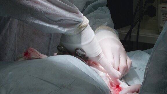兽医正在给宠物做脊椎手术医生戴着手套将软组织推开到达脊柱动物脊椎手术