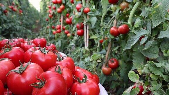 在温室或番茄田里收获有机番茄