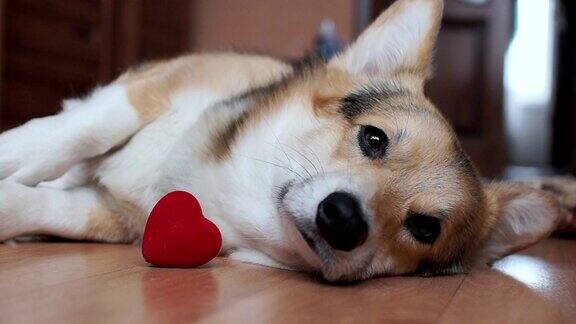 一只可爱可爱的狗有一颗红心祝贺情人节所有情人节