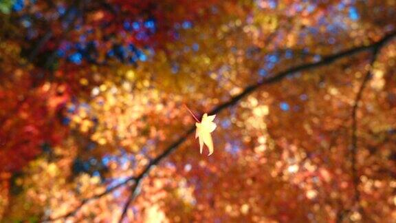 在东京的树林里枫叶慢慢地从秋天的树上飘落下来