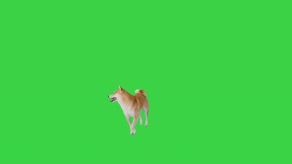 快乐的日本柴犬在绿屏上行走思考着去哪里